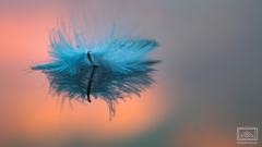 zur blauen Stunde
