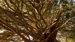 Rekordfichte im Calfeisental