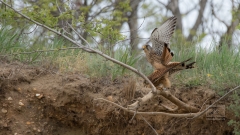 Kopula eines Turmfalkenpaares