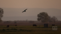 die Eule ist dämmerungsaktiv