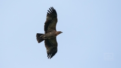 der östliche Kaiseradler