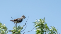 eine Sperbergrasmücke