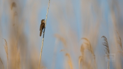 ein Rohrschwirl markiert sein Habitat mit seinem Gesang