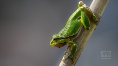 Laubfrosch