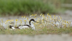brütender Säbelschnäbler