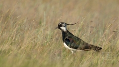 Kiebitze in der Paarungszeit sind sehr quirrlig