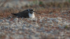 Bodenbrüter wie dieser Flussregenpfeifer
