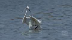 Seidenreiher