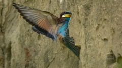 nach der Brautwerbung