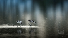 Säbelschnäblerpaar