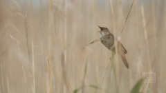 der Drosselrohrsänger