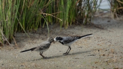 eine Bachstelze füttert ihren Nachwuchs