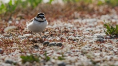 Einmal entdeckt, behält ein Vogelkundler solche Schätze für sich.
