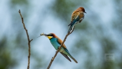 wird die Bienenfresser Dame sich noch erweichen lassen?