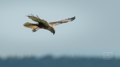 Rohrweihen sind Greifvögel welche grosse Habitate benötigen