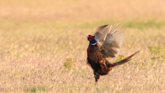Jagdfasane
