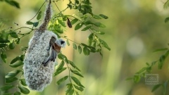 Beutelmeisen sind grosse Nestbauer