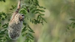 Das Beutelmeise Männchen baut sein Nest alleine