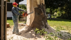 Grossskulptur aus einer Zwieseltanne 2023