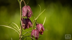 Schachbrettblume