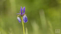 Iris Sibirica