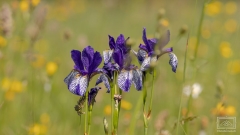Iris Sibirica