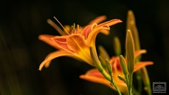 Lilien