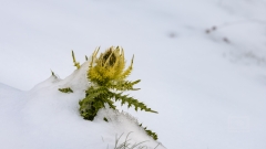 Silberdistel