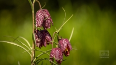 Schachbrettblume