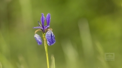 Iris Sibirica
