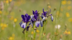 Iris Sibirica