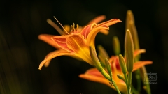 Lilien