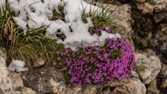 Gebirgswildblumen