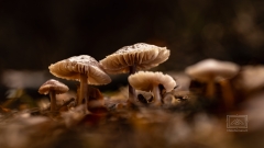 Pilze in Symbiose mit Waldbäumen