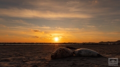 am 13. Dezember 2022 bei den Kegelrobben auf Helgoland und einen solcher Sonnenuntergang