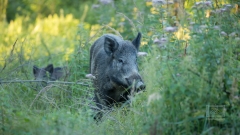 Respekt gegenüber dem Wildschwein
