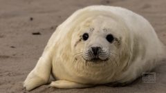 Dezember 2022 bei den Kegelrobben auf Helgoland