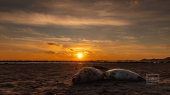 am 13. Dezember 2022 bei den Kegelrobben auf Helgoland und einen solcher Sonnenuntergang