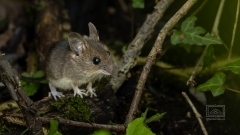 Flux ne Waldmaus entdeckt