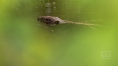 Auf den Spuren der Biber
