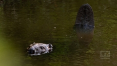 den Fokus auf die Kelle