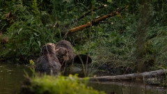 Mutter und ausgewachsenes Jungtier