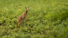 Immer schön solche Überraschungsbilder einzufangen