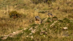Murmeltiere haben einen Winterschlaf
