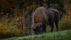 Wisent Bulle