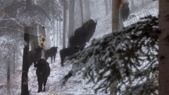 Das Wisent ist vor tausend Jahren ausgestorben in der Schweiz