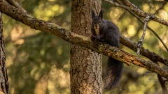 Ein einheimisches Eichhörnchen