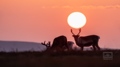 Dieser Sonnenaufgang