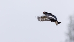 Die Birkhahn Herbstbalz