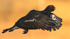 Birkhahn